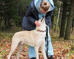 Собаки в Зеленограде: Перси ищет дом Мальчик, Бесплатно - фото 3