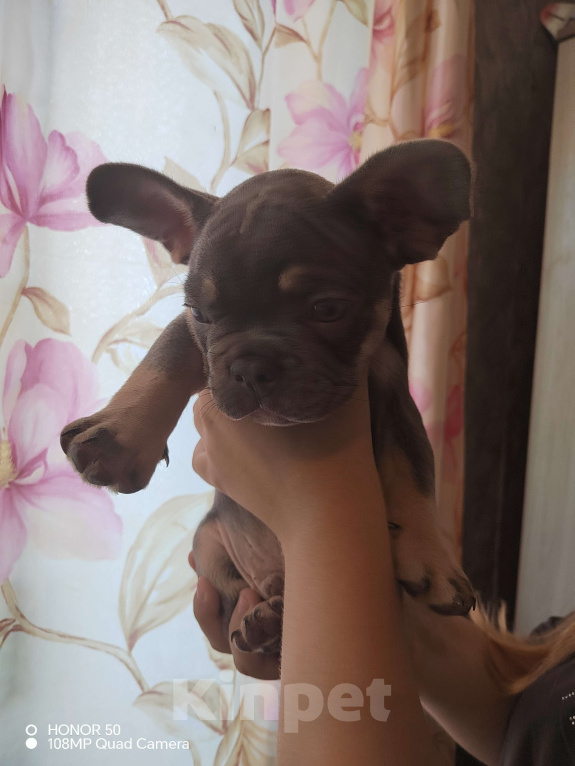 Собаки в других городах Краснодарского края: Лиловый щенок французского бульдога Мальчик, 40 000 руб. - фото 2