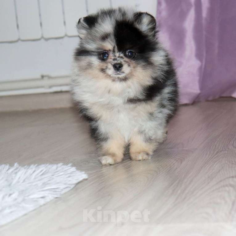 Собаки в Москве: Самая РАСПИСНАЯ красотка шпица Девочка, 75 000 руб. - фото 2