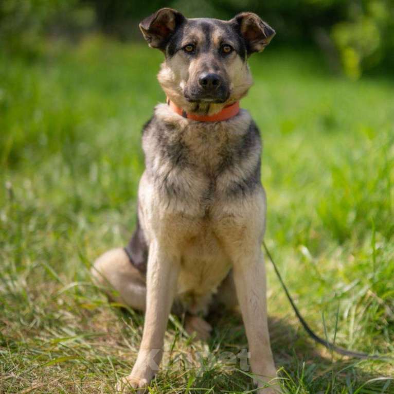 Собаки в Москве: Джем Мальчик, Бесплатно - фото 5