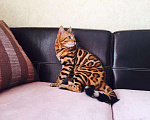 Кошки в Архангельске: Бенгальские котята с очень сочным окрасом, 100 000 руб. - фото 4