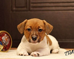 Собаки в Москве: Шикарные щенки Джек Рассел терьер , 50 000 руб. - фото 5