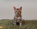 Кошки в Москве: Снежный бенгальский котенок Мальчик, 35 000 руб. - фото 2