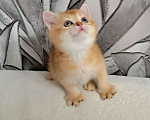Кошки в Москве: Золотая шиншилла Шотландский котёнок Мальчик, 30 000 руб. - фото 2