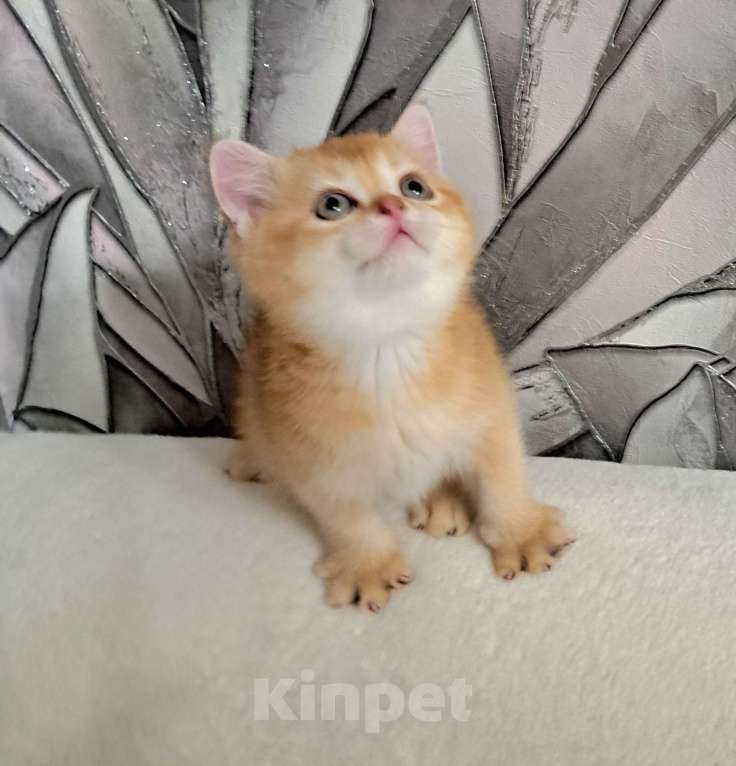 Кошки в Москве: Золотая шиншилла Шотландский котёнок Мальчик, 30 000 руб. - фото 2