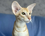 Кошки в Рязани: Ориентальный котенок Мальчик, Бесплатно - фото 2