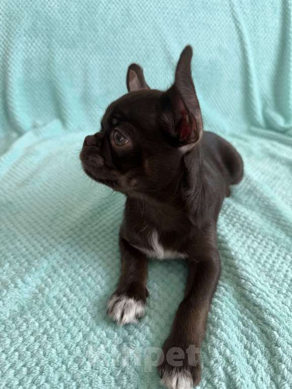 Собаки в Ижевске: Щенок чихуахуа Мальчик, 38 000 руб. - фото 4