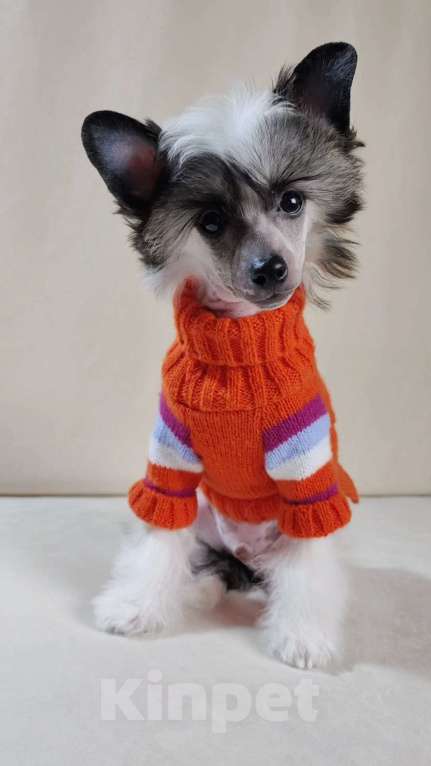 Собаки в Липецке: Небольшой голый мальчик Мальчик, 40 000 руб. - фото 1