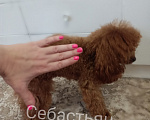 Собаки в Сочи: вязка той-пудель тикап Мальчик, 25 000 руб. - фото 6