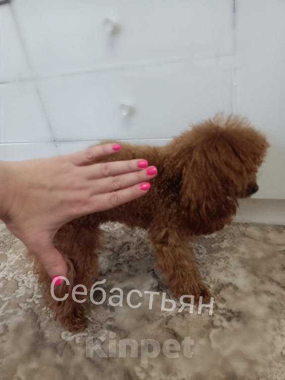 Собаки в Сочи: вязка той-пудель тикап Мальчик, 25 000 руб. - фото 6