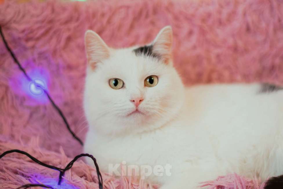 Кошки в Нижнем Новгороде: Кошечка Понка в добрые руки Девочка, Бесплатно - фото 2