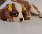 Собаки в других городах Московской области: Кавалер Кинг Чарльз спаниель, мальчик Мальчик, 60 000 руб. - фото 2