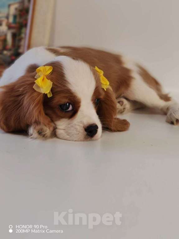 Собаки в других городах Московской области: Кавалер Кинг Чарльз спаниель, мальчик Мальчик, 60 000 руб. - фото 2