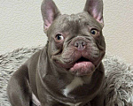 Собаки в Новочебоксарске: Французский бульдог Мальчик, 80 000 руб. - фото 1