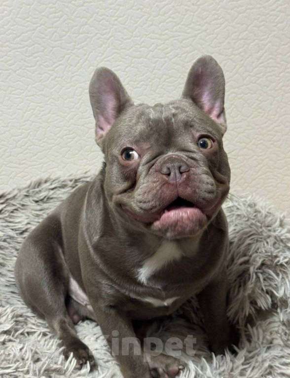 Собаки в Новочебоксарске: Французский бульдог Мальчик, 80 000 руб. - фото 1