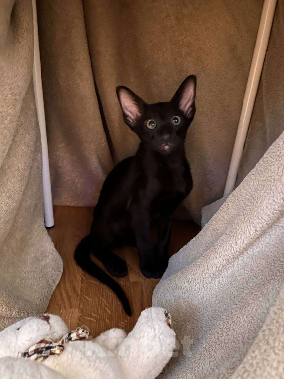 Кошки в Москве: Ориентальный котенок Мальчик, Бесплатно - фото 3