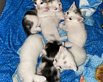 Кошки в Астрахани: Котята в добрые руки Разнополые, Бесплатно - фото 3