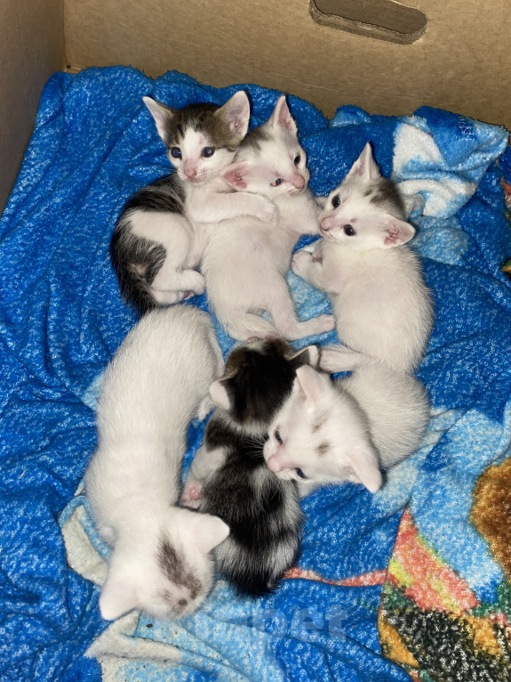 Кошки в Астрахани: Котята в добрые руки Разнополые, Бесплатно - фото 3