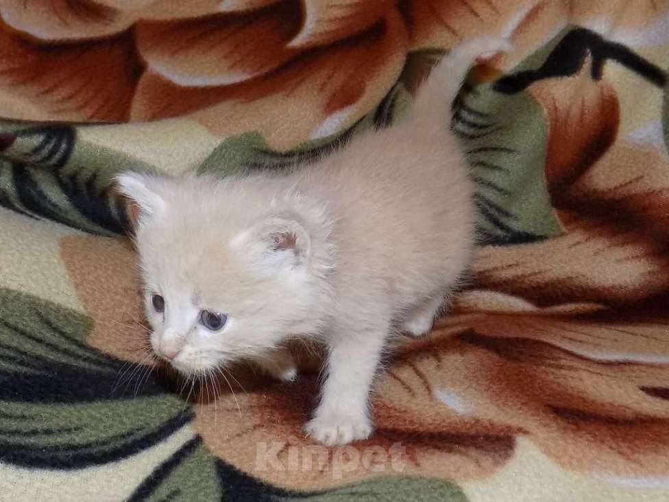 Кошки в Москве: Шотландские котята, метисы Мальчик, 6 000 руб. - фото 5