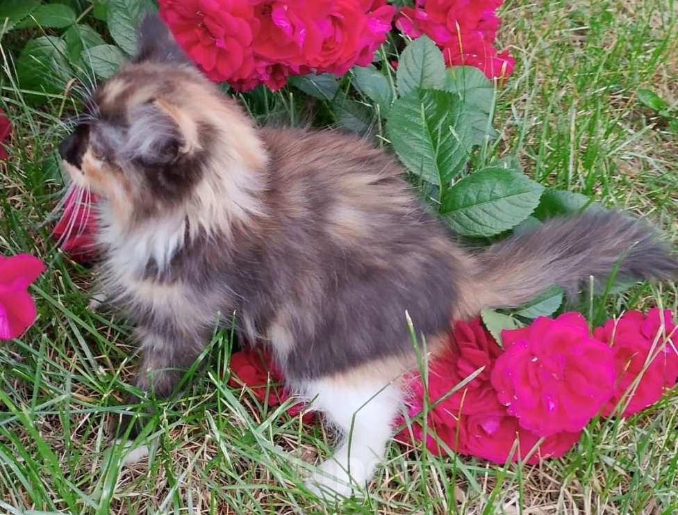 Кошки в Москве: Трехцветный пушистый котенок Девочка, Бесплатно - фото 5