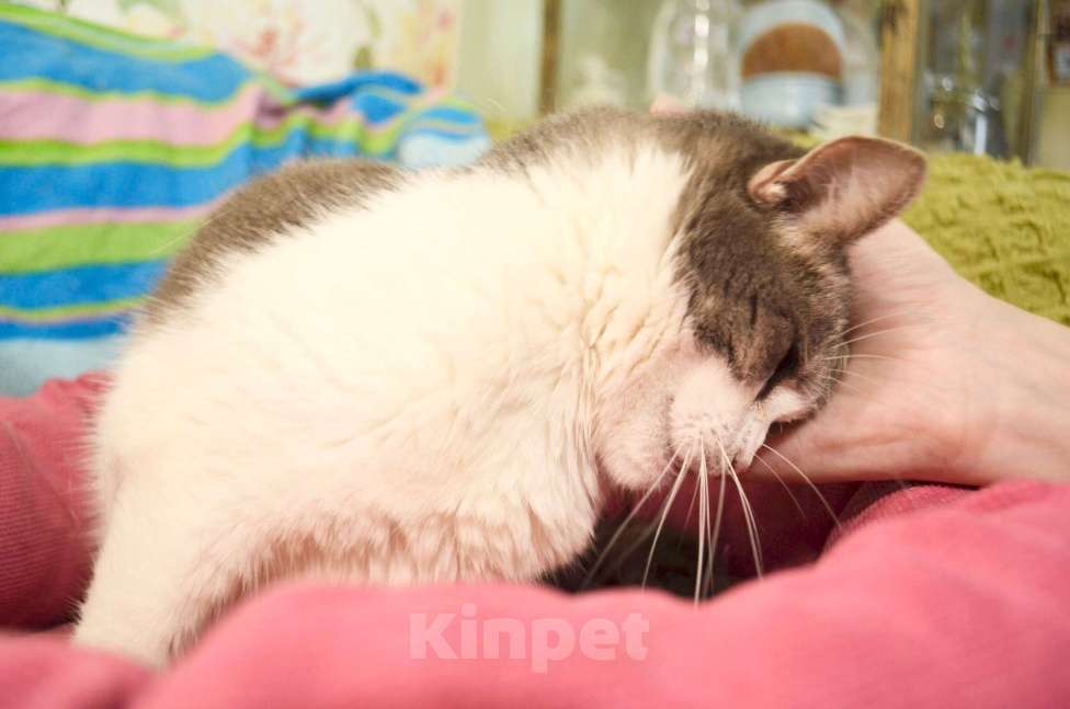 Кошки в Москве: Миссис Марпл. Кошка со страшной судьбой в добрые руки Девочка, Бесплатно - фото 4