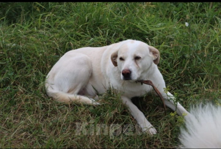 Собаки в Казани: Юлька) Девочка, Бесплатно - фото 4