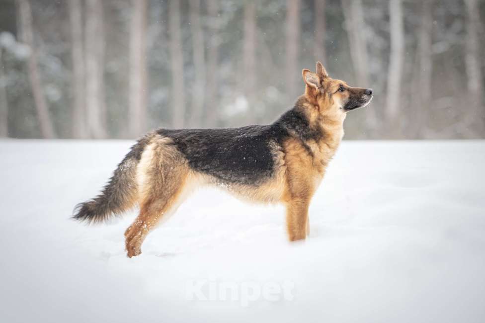 Собаки в Клине: Фундук — ласковый добряк, который ищет свою семью Мальчик, Бесплатно - фото 6