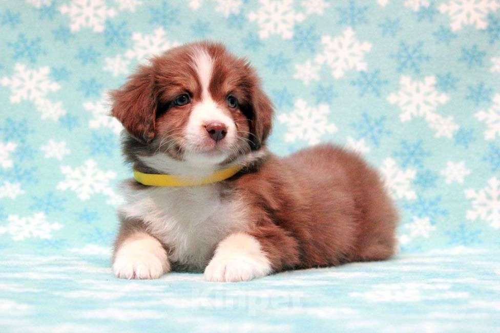 Собаки в Москве: Австралийская овчарка. Миниатюрная американская овчарка (мини аусси) Девочка, 80 000 руб. - фото 4