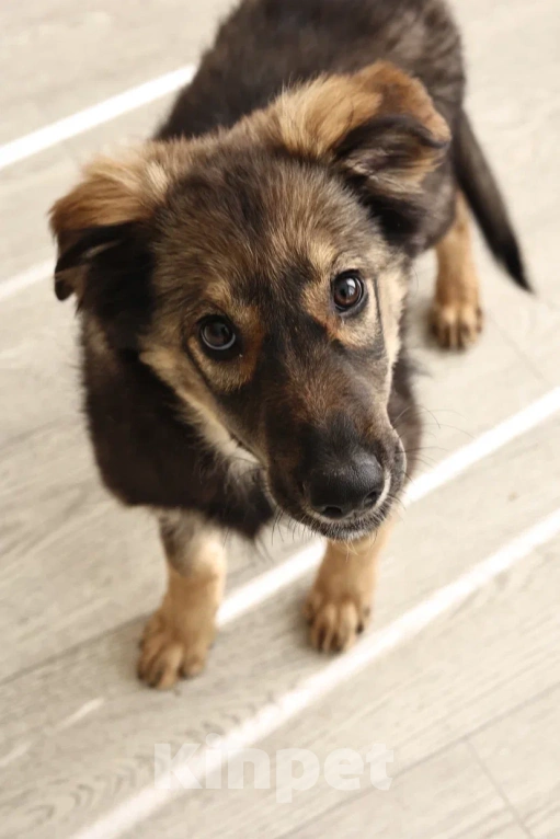 Собаки в Москве: Лапочка-девочка Аришка Девочка, Бесплатно - фото 4