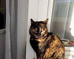 Кошки в Истре: Пропала Кошка Мася (Масяня) Девочка, 2 000 руб. - фото 6