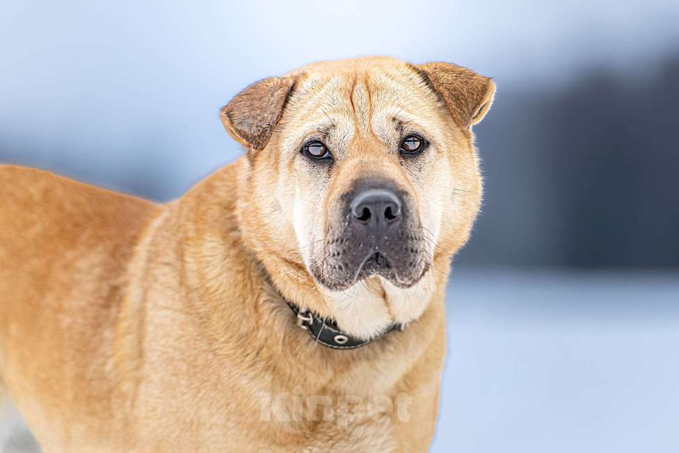 Собаки в Клине: Зоя — самостоятельная собачка с большим сердцем Девочка, Бесплатно - фото 1