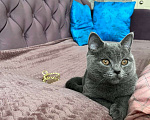 Кошки в Балашихе: Даром в добрые руки молодая кошечка Девочка, 1 руб. - фото 3
