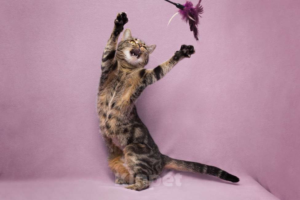 Кошки в Москве: Кошечка в добрые руки Девочка, Бесплатно - фото 2