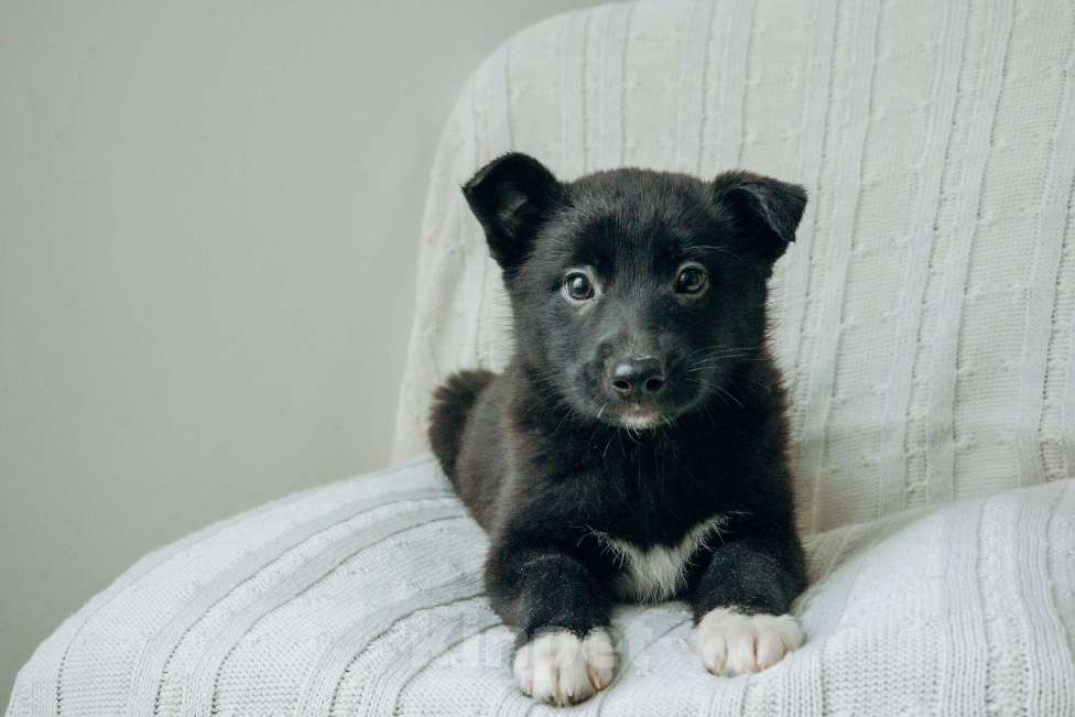 Собаки в Москве: Щенки-помет бесплатно в Москве Девочка, Бесплатно - фото 2