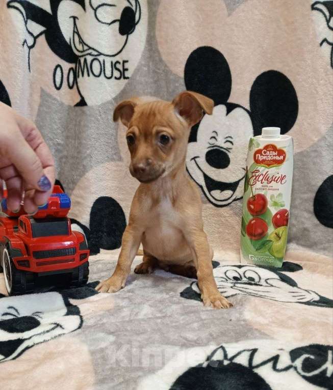 Собаки в Челябинске: Щенки той терьера Мальчик, 15 000 руб. - фото 2