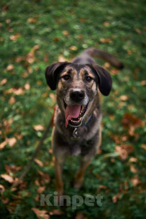 Собаки в Москве: Хамфри - мужчинка эксклюзив! Мальчик, Бесплатно - фото 3