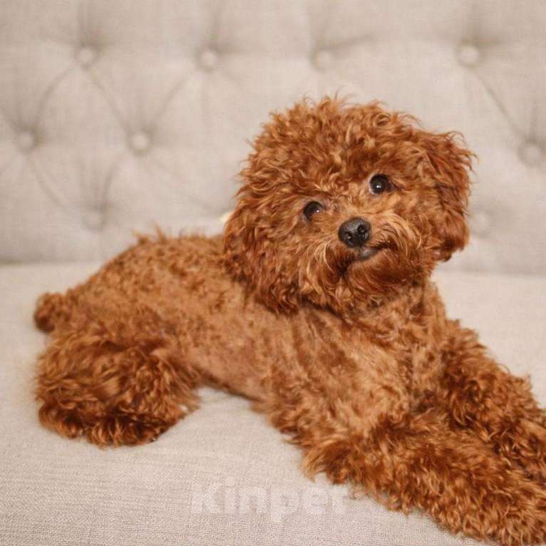 Собаки в Москве: Тедди пудель Мальчик, 90 000 руб. - фото 2