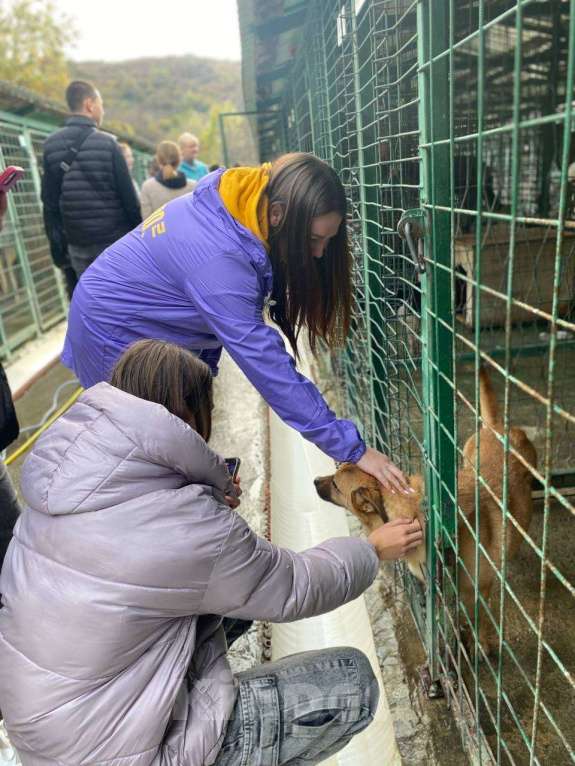 Собаки в других городах Краснодарского края: Гоча из приюта Поводог Сочи (отправим в любой город) Мальчик, Бесплатно - фото 5