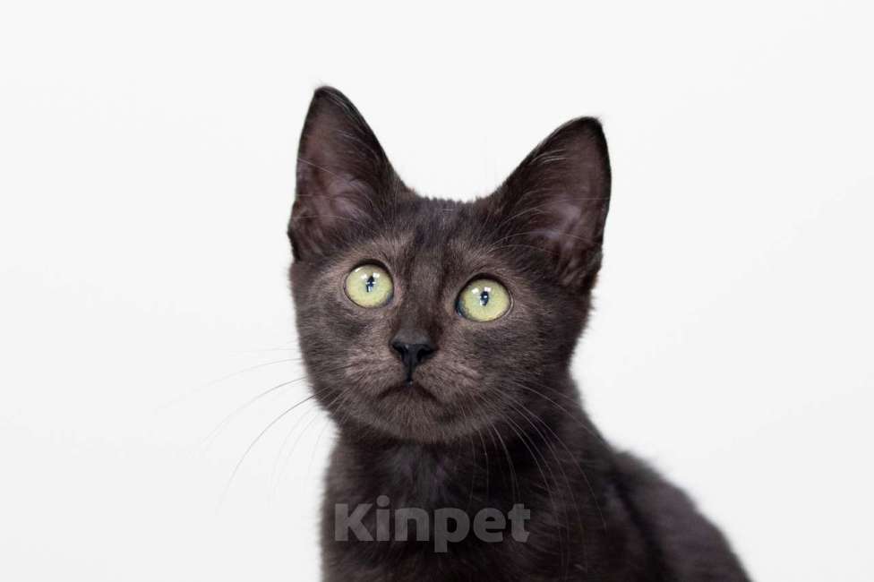 Кошки в Москве: Лойд Мальчик, Бесплатно - фото 2