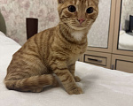 Кошки в Москве: Котенок 4 месяца Мальчик, Бесплатно - фото 1