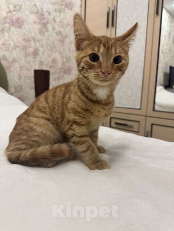 Кошки в Москве: Котенок 4 месяца Мальчик, Бесплатно - фото 1