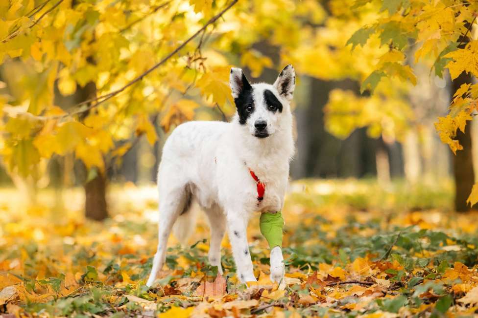 Собаки в Москве: Обаятельный аферист в поисках дома! Мальчик, Бесплатно - фото 4