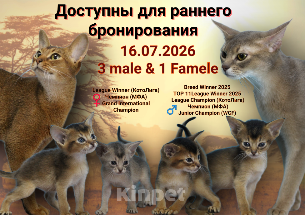 Кошки в Новокузнецке: Абиссинский котенок T-Rex Gefest Мальчик, 60 000 руб. - фото 3