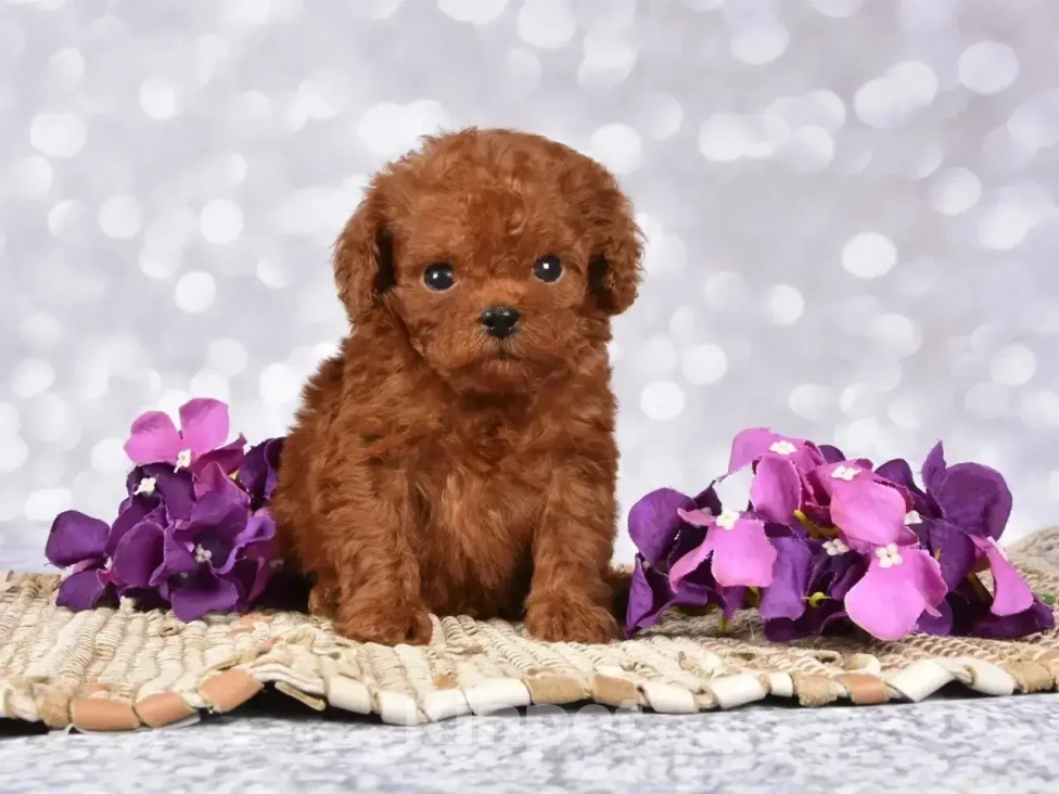 Собаки в Москве: Продаются щенки Тедди Пуделя Мальчик, 170 000 руб. - фото 2