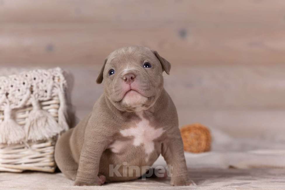 Собаки в Королеве: Американский булли стандарт Девочка, 200 000 руб. - фото 10