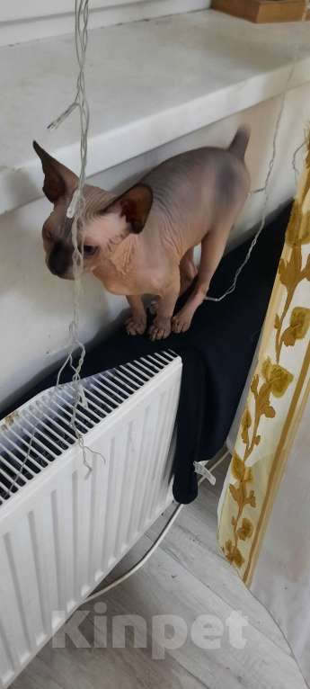 Кошки в Краснодаре: Конадский свинкс лысая кошечка Девочка, 10 000 руб. - фото 3