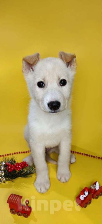 Собаки в Наро-Фоминске: Герцог якутенок команды ппбж Якутска Мальчик, Бесплатно - фото 2