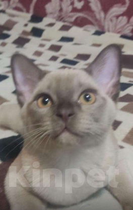 Кошки в Москве: Продаются бурманские котята Мальчик, Бесплатно - фото 1