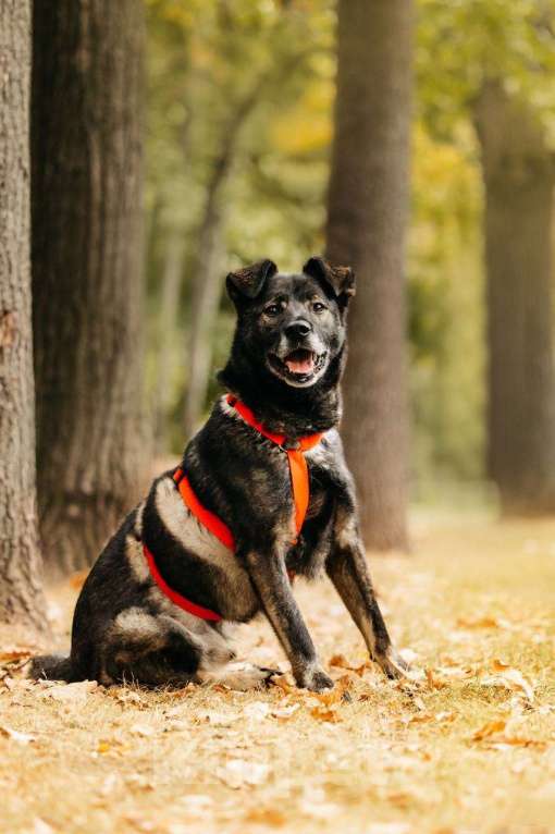 Собаки в Москве: Интеллигентный и скромный Райд ищет дом Мальчик, Бесплатно - фото 4