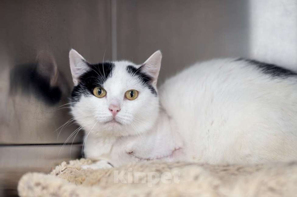 Кошки в Москве: Кузина Девочка, Бесплатно - фото 4